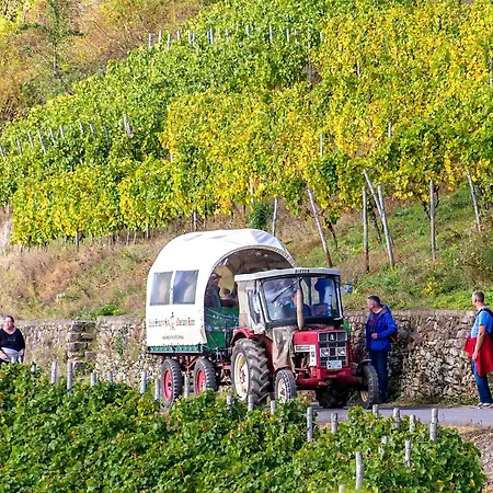 Anton Im Haus Moselwelt